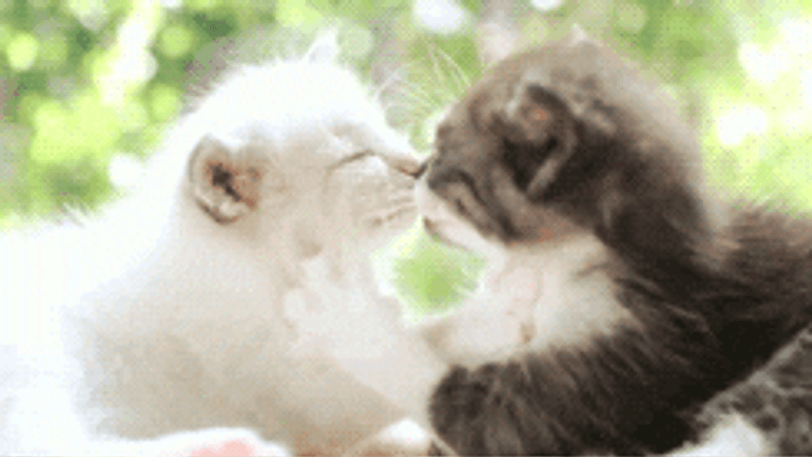 Cat Kiss Kitten Play GIF