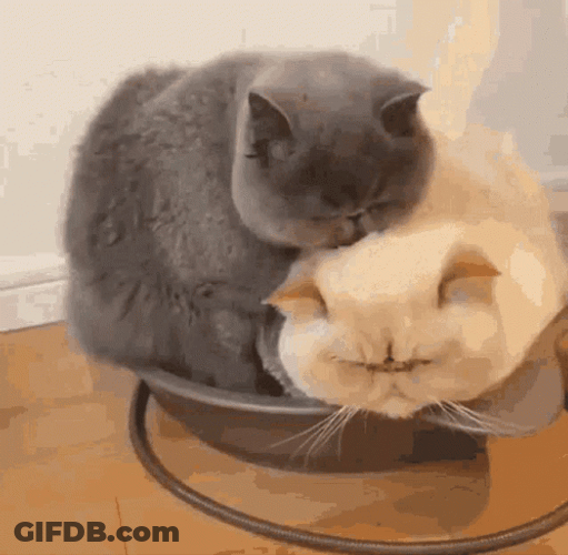 Cat Kiss Lick Persian GIF
