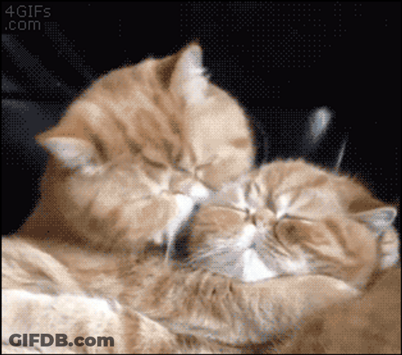 Cat Kiss Lick Persian Tabby GIF