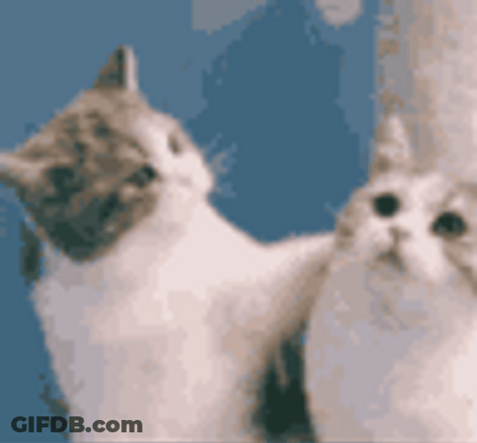 Cat Kiss Love Hearts GIF