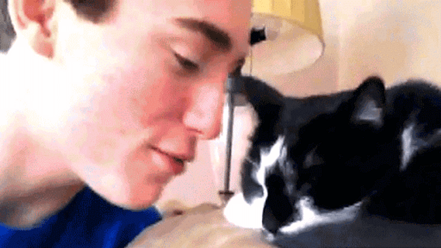 Cat Kiss No Scratch GIF