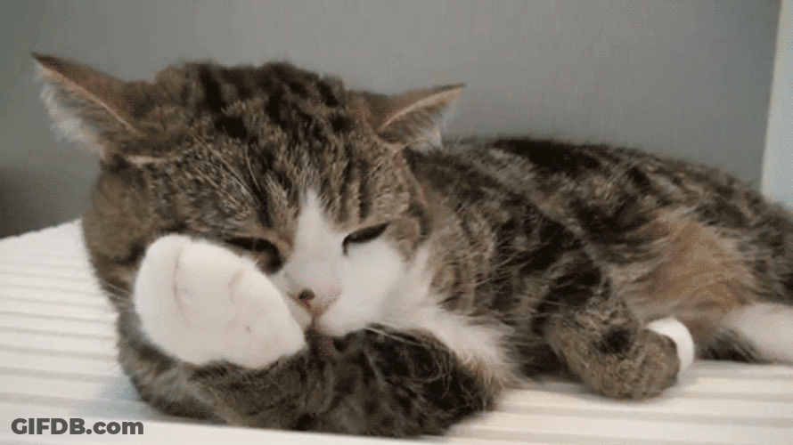 Cat Kiss Paw Lick GIF
