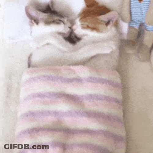 Cat Kiss Peaceful Sleeping GIF