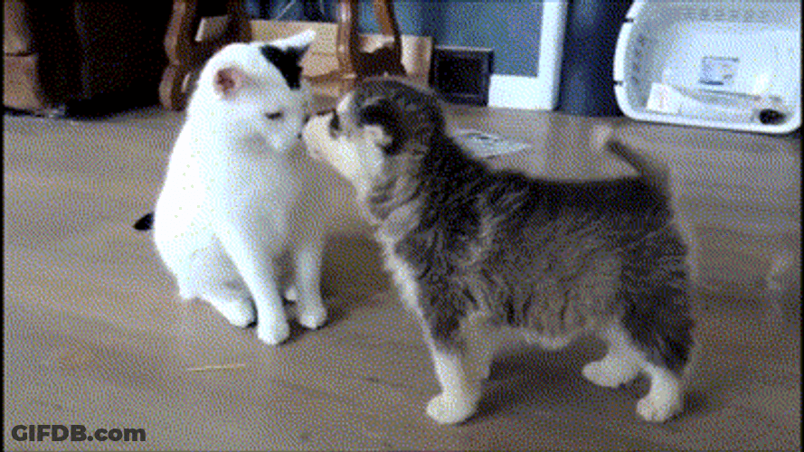 Cat Kiss Puppy Boop GIF