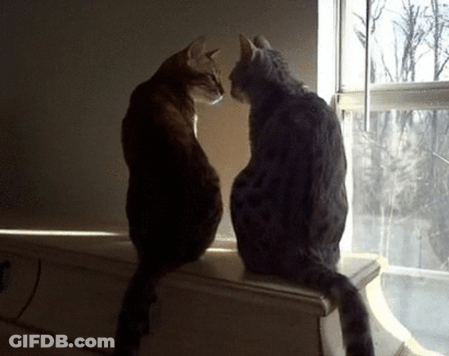 Cat Kiss Romantic GIF