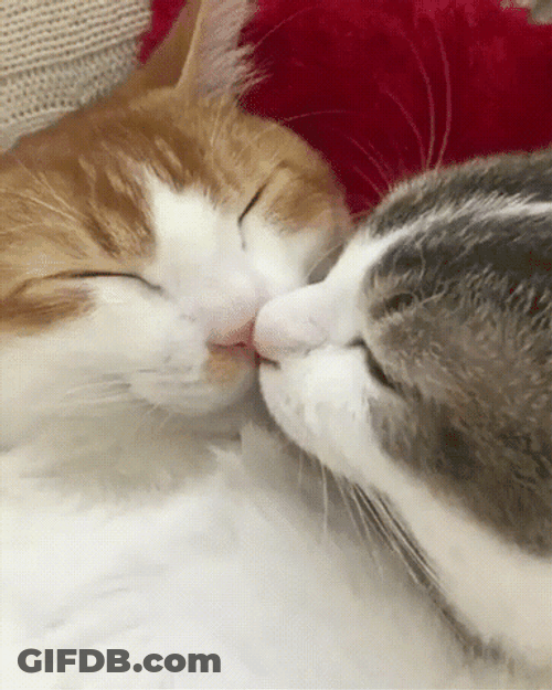 Cat Kiss Sleeping GIF