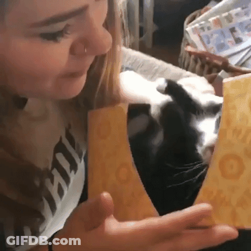 Cat Kiss Smooches GIF