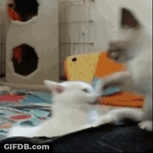 Cat Kiss Surprise Jump GIF