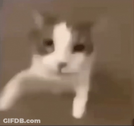 Cat Kisses Camera GIF