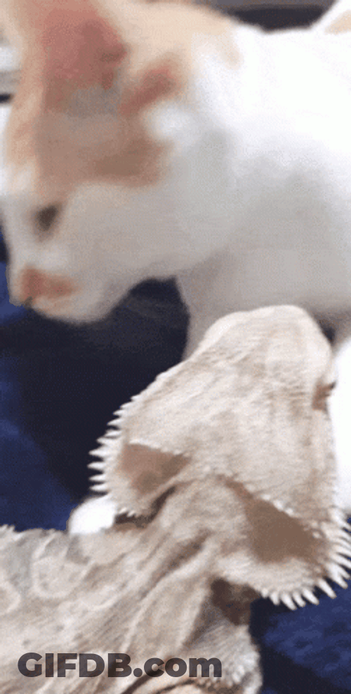 Cat Kissing Bearded Dragon GIF