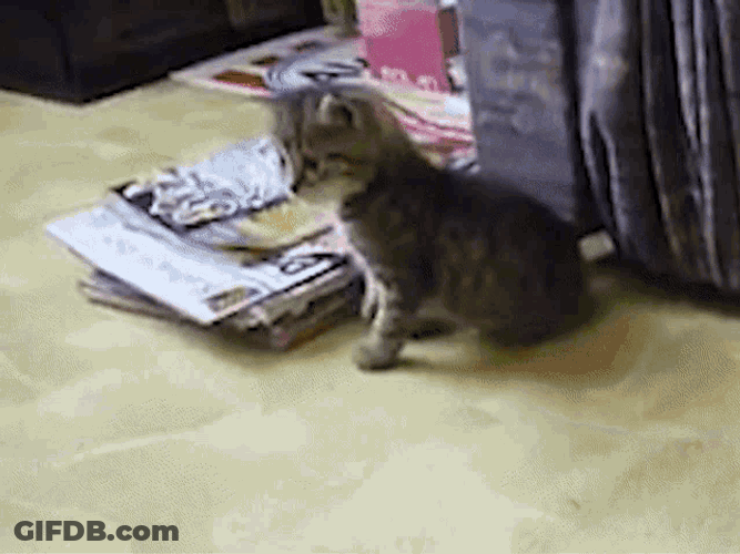 Cat Kitty GIF