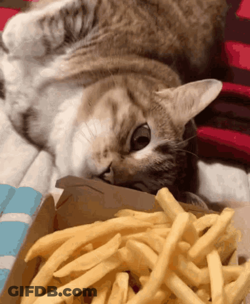 Cat Kitty GIF