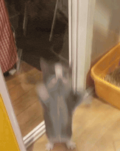 Cat Kitty GIF
