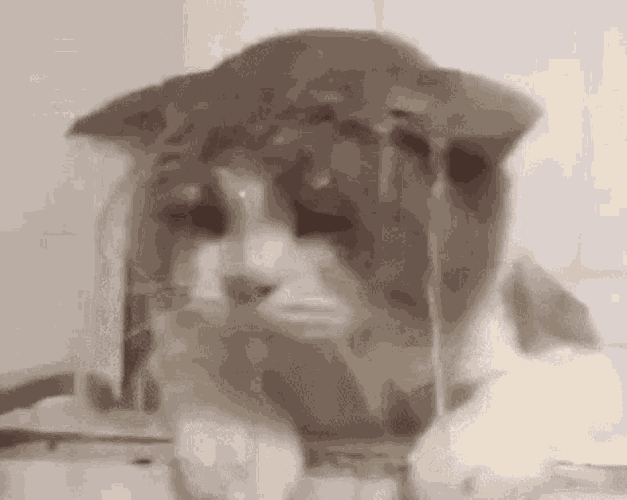 Cat Kitty GIF
