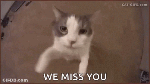 Cat Kitty GIF