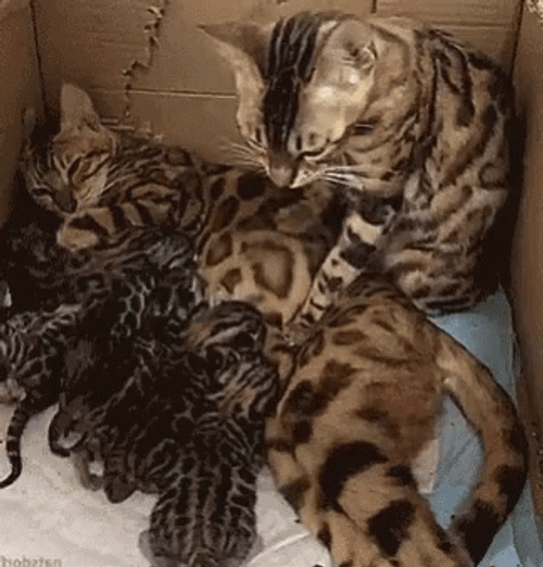 Cat Knead Tummy GIF