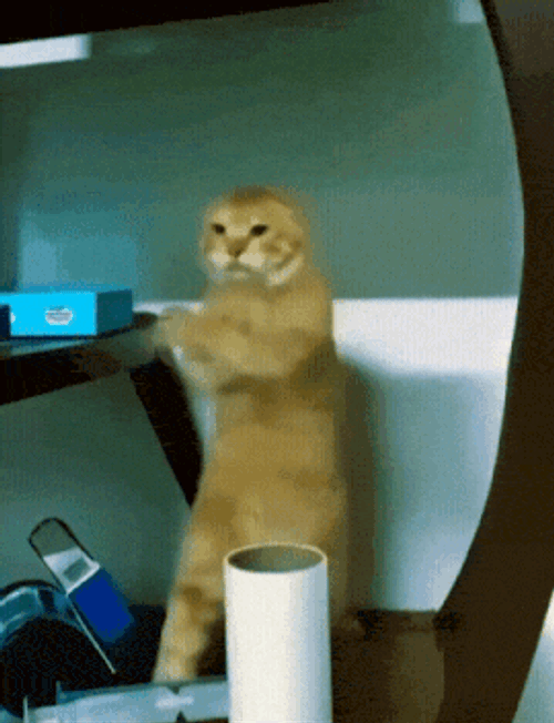 Cat Kung Fu GIF