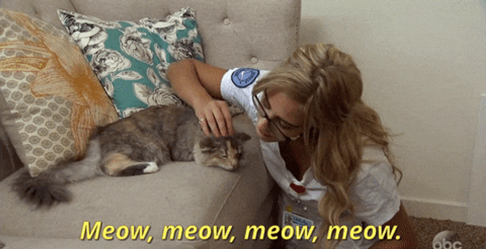 Cat Lady Caressing Pet GIF