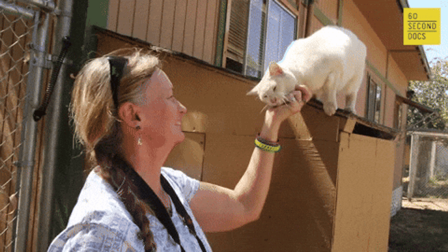 Cat Lady Tickling Pets Chin GIF