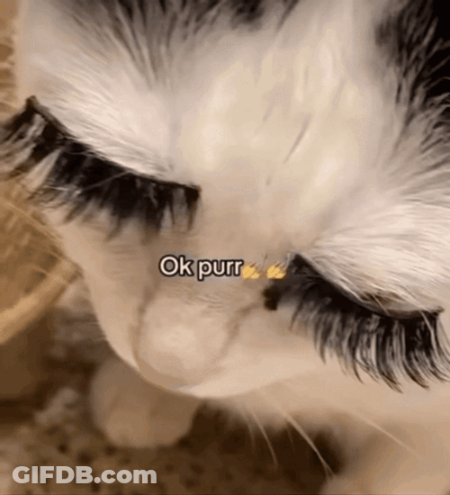 Cat Lashes Ok Purr GIF