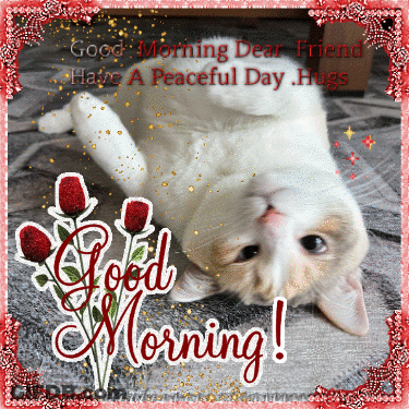 Cat Laying Back With Good Morning Dear Friend GIF