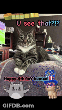 Cat Laying Bed With Happy 4Th Gay Human GIF