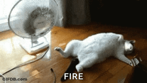 Cat Laying By Fan Saying Fire GIF