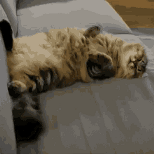 Cat Laying Dreaming GIF