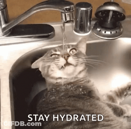 Cat Laying Drinking Tap Water GIF