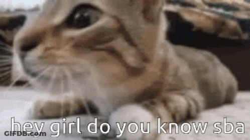Cat Laying Hey Girl Do You Know Sba GIF