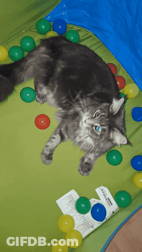 Cat Laying In Ball Pit With IKEA Label GIF