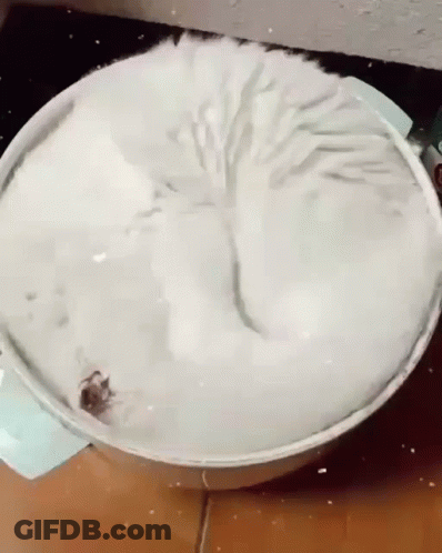 Cat Laying In Bowl Of Ice Cream GIF