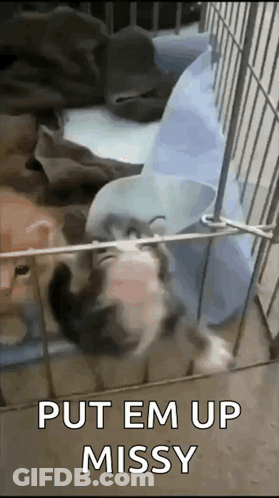Cat Laying In Cage Put Em Up Missy GIF