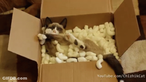 Cat Laying In Cardboard Box Youtube.com/chizikcat GIF