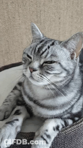 Cat Laying In Cat Bed With Eyes Closed GIF