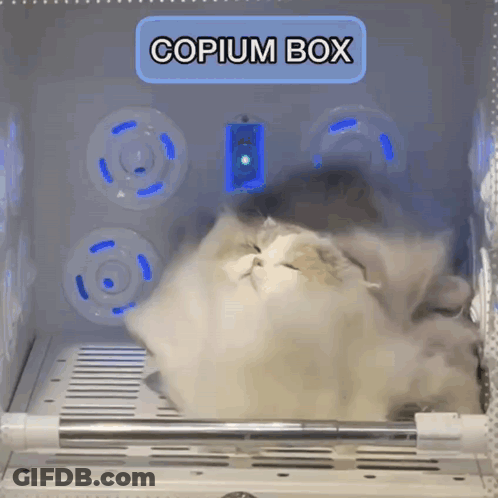 Cat Laying In Copium Box With Light GIF