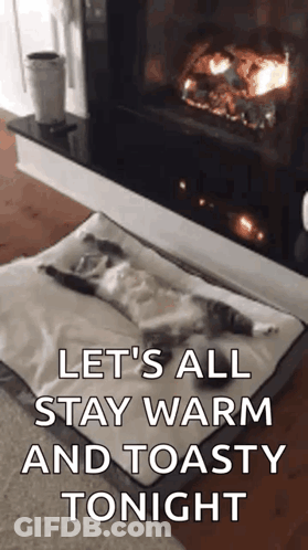 Cat Laying In Dog Bed In Front Of Fireplace GIF