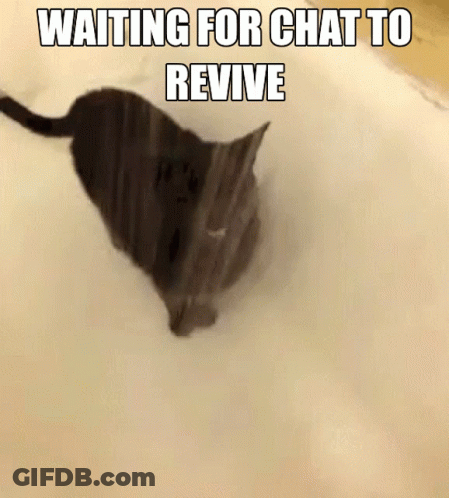 Cat Laying In Foam Waiting For Chat To Revive GIF