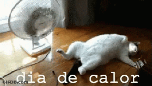 Cat Laying In Front Of Fan Dia De Calor GIF