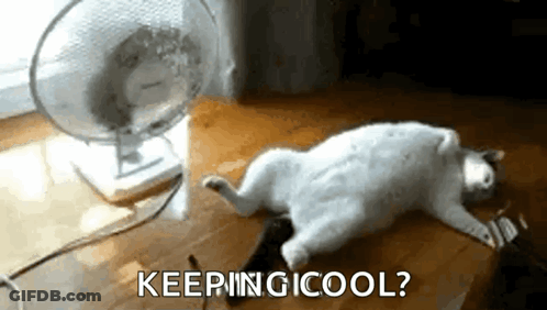 Cat Laying In Front Of Fan Keeping Cool GIF