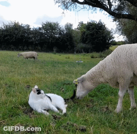 Cat Laying In Grass Next To Sheep GIF