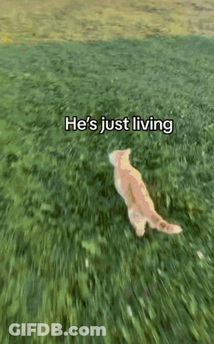 Cat Laying In Grass Saying He's Just Living GIF