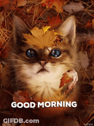 Cat Laying In Leaves Saying Good Morning GIF