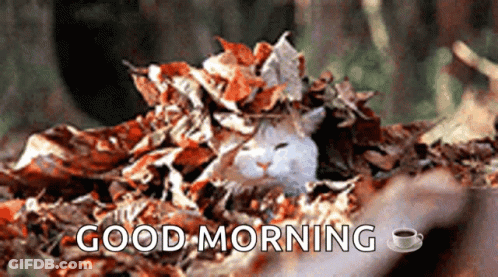 Cat Laying In Leaves Saying Good Morning GIF