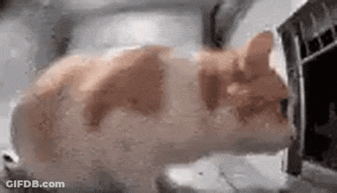Cat Laying In Microwave Oven GIF