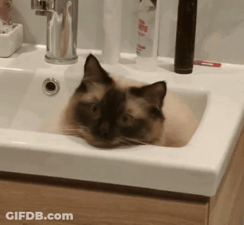 Cat Laying In Sink Next To Tea Tree Shampoo GIF