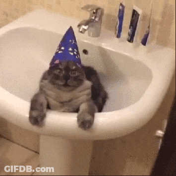 Cat Laying In Sink With Party Hat GIF
