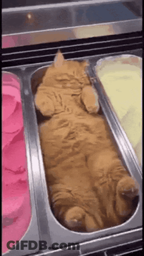 Cat Laying In Tray Of Ice Cream GIF
