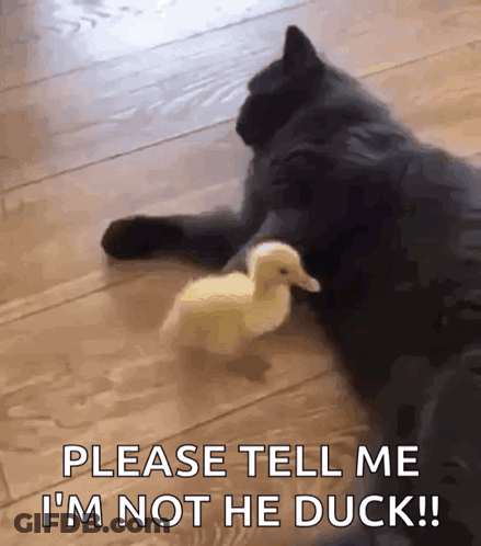 Cat Laying Next To Duck Saying Please Tell Me I'm Not The Duck GIF