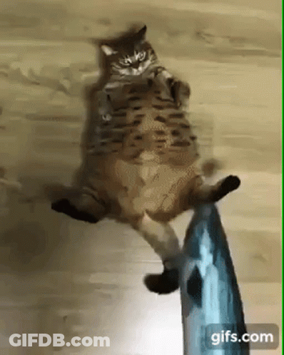Cat Laying Next To Fish Toy GIF